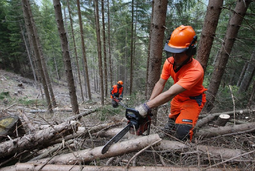 Operai forestali, assegnati agli enti 6,5 milioni come prima tranche dei finanziamenti 
						 – www.toscana-notizie.it
