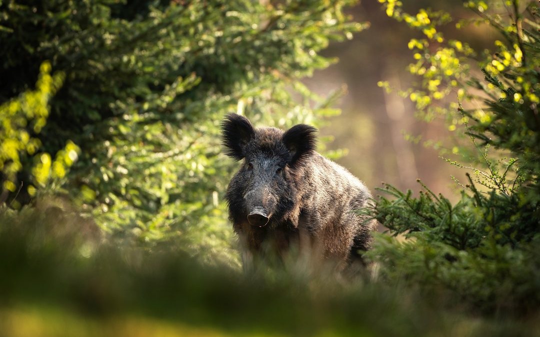 Peste Suina Africana. Fontana firma Ordinanza su depopolamento cinghiali – www.lombardianotizie.online