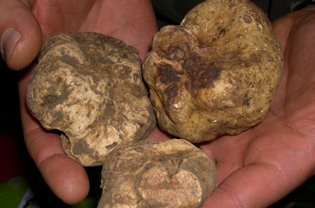 Tartufi, slitta a primavera la sessione per l’esame di abilitazione a “cercatore” 
						 – www.toscana-notizie.it