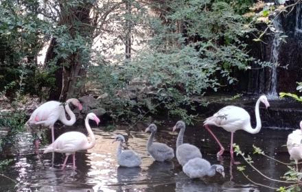 Giardini di Palazzo d’Orléans, nati cinque fenicotteri rosa