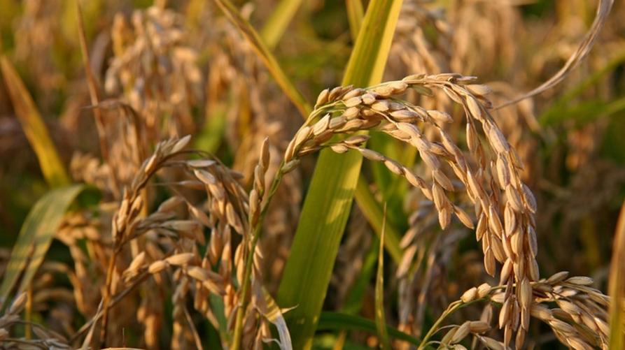 Bollettino per la difesa da brusone del riso 
 – www.regione.piemonte.it