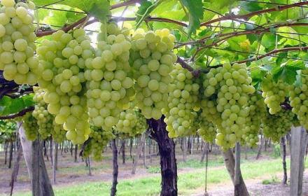 Irfis, due avvisi per finanziare start-up della filiera del grano e della viticoltura