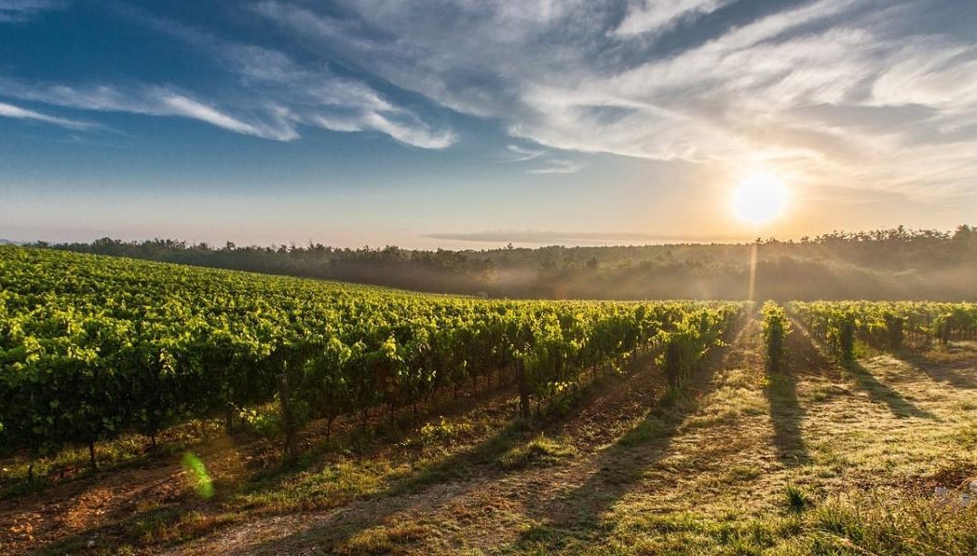 OCM vitivinicolo: autorizzazioni nuovi impianti di vigneti per uva da vino – campagna 2024 – www.lazioeuropa.it