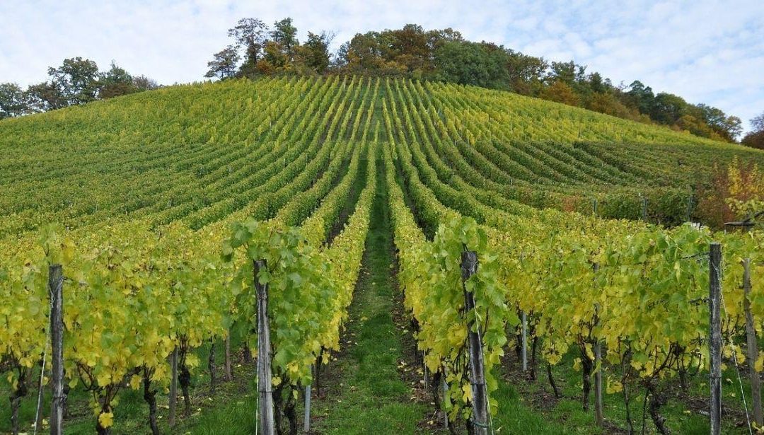 Ristrutturazione e riconversione dei vigneti, campagna 2024/2025: presentazione varianti – www.lazioeuropa.it