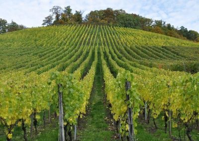 Ristrutturazione e riconversione dei vigneti campagna 2024/2025: presentazione varianti – www.lazioeuropa.it
