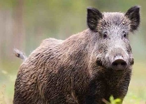 Adeguamento del piano regionale per gli interventi urgenti per l’eradicazione della peste suina africana (PRIU): Soddisfazione dell’assessore Roberto Morroni per l’approvazione dell’atto – www.regione.umbria.it