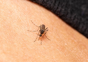 Adottato il piano regionale per la prevenzione, la sorveglianza e le strategie di intervento contro i virus trasmessi da zanzare, zecche e flebotomi – www.regione.umbria.it