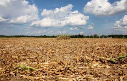Psr, risorse aggiuntive per gli agricoltori danneggiati dalla siccità nel 2024