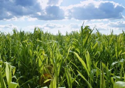 Agricoltura, nuove misure di contenimento della fauna selvatica – www.lazioeuropa.it