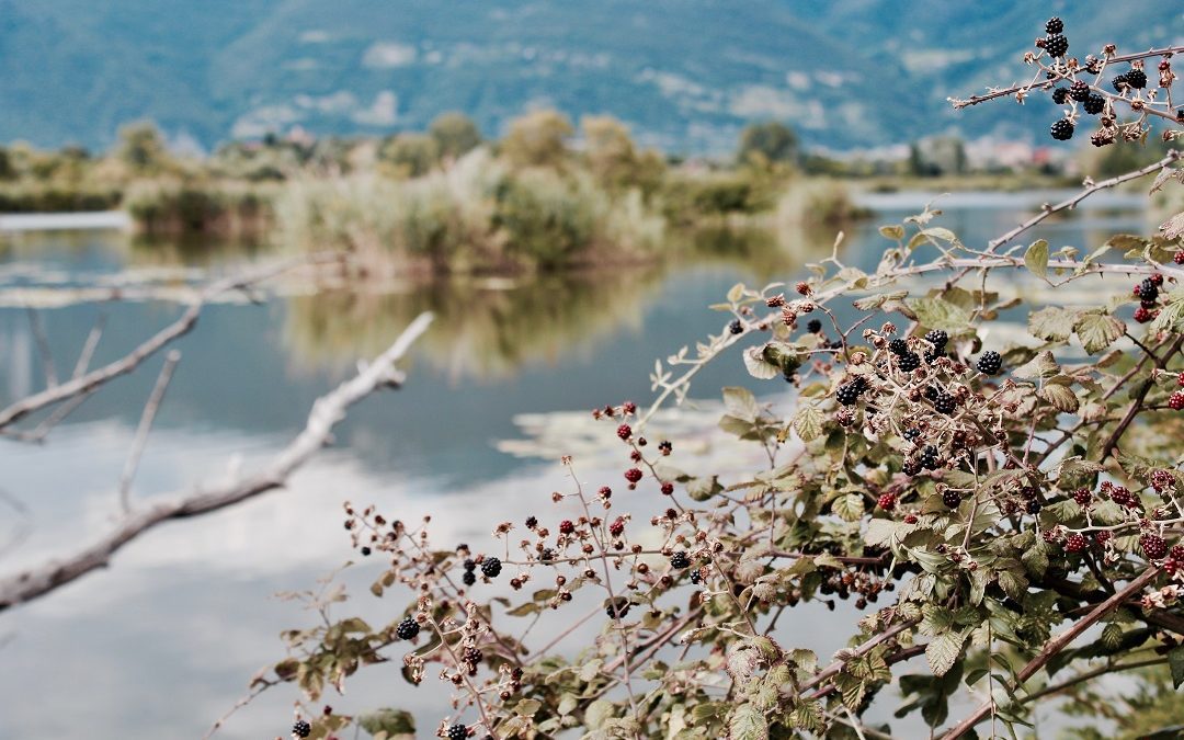 Ambiente, accordo con Bicocca ricerca ambientale laghi Iseo e Maggiore – www.lombardianotizie.online