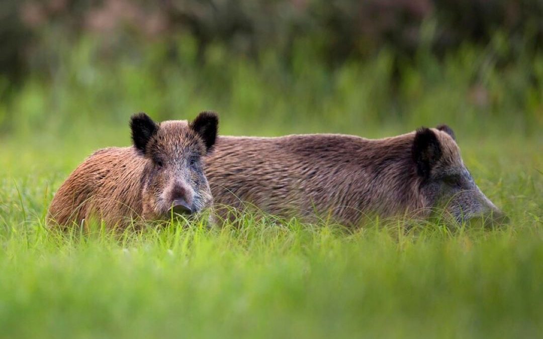 Regione e Governo non si fermano – www.lombardianotizie.online