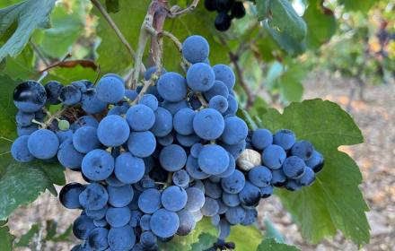 Siccità, da Stato e Regione 40 milioni per gli agricoltori. Schifani e Barbagallo: «Importante aiuto»

   – www.regione.sicilia.it