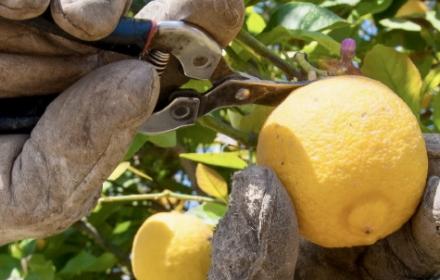 Siccità, ok Regione per uso acqua diga Pozzillo per agrumeti e zootecnia