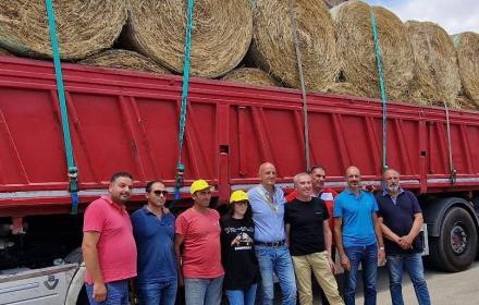Bonus fieno, da oggi la distribuzione. Schifani: «Necessaria tempestività»