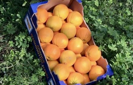 Crisi idrica, individuate risorse per colture dell’Agrigentino. Schifani: «Salviamo produzioni d’eccellenza»

   – www.regione.sicilia.it
