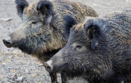 Agricoltura, la Regione mantiene gli impegni: al via anche l’iter per il Piano della fauna selvatica