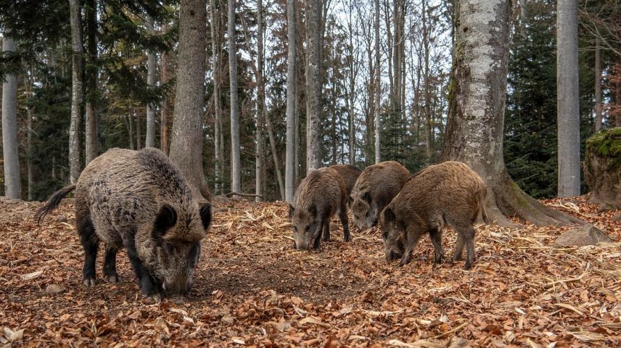 Peste suina: ampliata la caccia al cinghiale
 – www.regione.piemonte.it