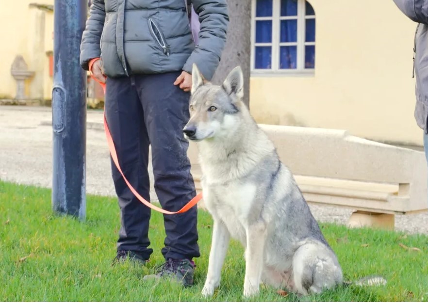 Una task force antiveleno in azione per la ricerca dei bocconi avvelenati e proteggere ambiente, animali e persone. Evento di chiusura per presentare i risultati del progetto pilota a livello nazionale, le modalità operative e consegna degli attestati ai binomi formati. – www.regione.umbria.it