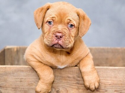 Piano straordinario di prevenzione del randagismo: Regione Umbria stanzia 765mila euro per contrastare l’abbandono degli animali di affezione e prevede l’istituzione del “Polo Cinofilo di comunità”. Coletto: “Progetto unico nel suo genere ad ampio impatto sociale” – www.regione.umbria.it