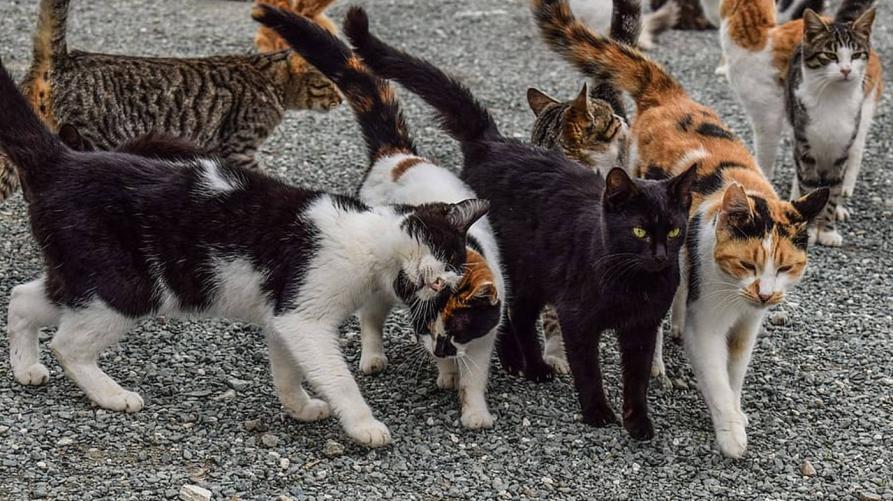 Finanziati 25 progetti per gatti randagi e colonie feline
 – www.regione.piemonte.it