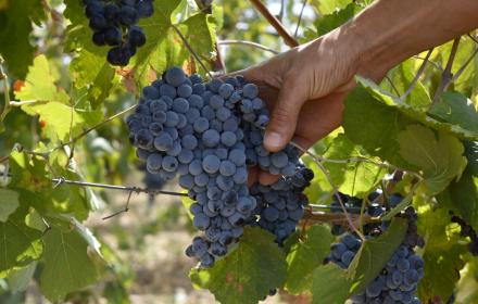 Agricoltura, bando Pnrr per modernizzare i macchinari: 21 milioni per 949 imprese
