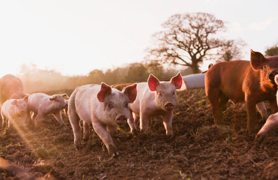 nuove aperture all’export di prodotti suini verso Canada e USA – www.salute.gov.it