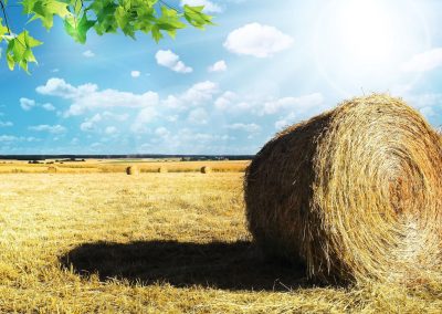 CSR 2023-2027 – Opportunità per il futuro agricolo del Lazio – www.lazioeuropa.it
