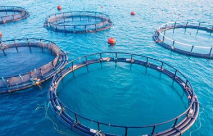Pesca, tre milioni di euro dalla Regione per progetti di acquacoltura sostenibile