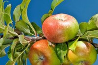 I giardini di Morandi e i frutti antichi – patrimonioculturale.regione.emilia-romagna.it