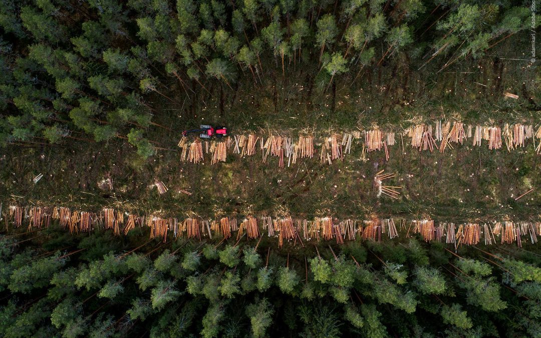 Legge sulla deforestazione: un anno in più alle imprese per conformarsi | Attualità – www.europarl.europa.eu