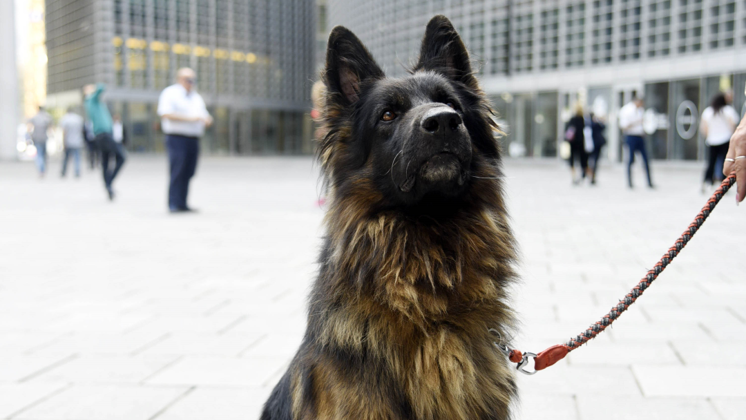 Regione Lombardia contro l’abbandono degli amici a 4 zampe – www.lombardianotizie.online