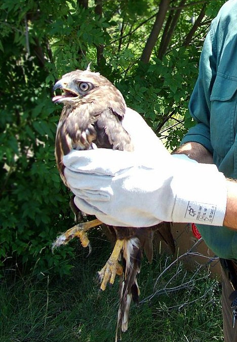 Soccorso a fauna selvatica in difficoltà, confermato affidamento ad Asl Toscana Centro 
						 – www.toscana-notizie.it