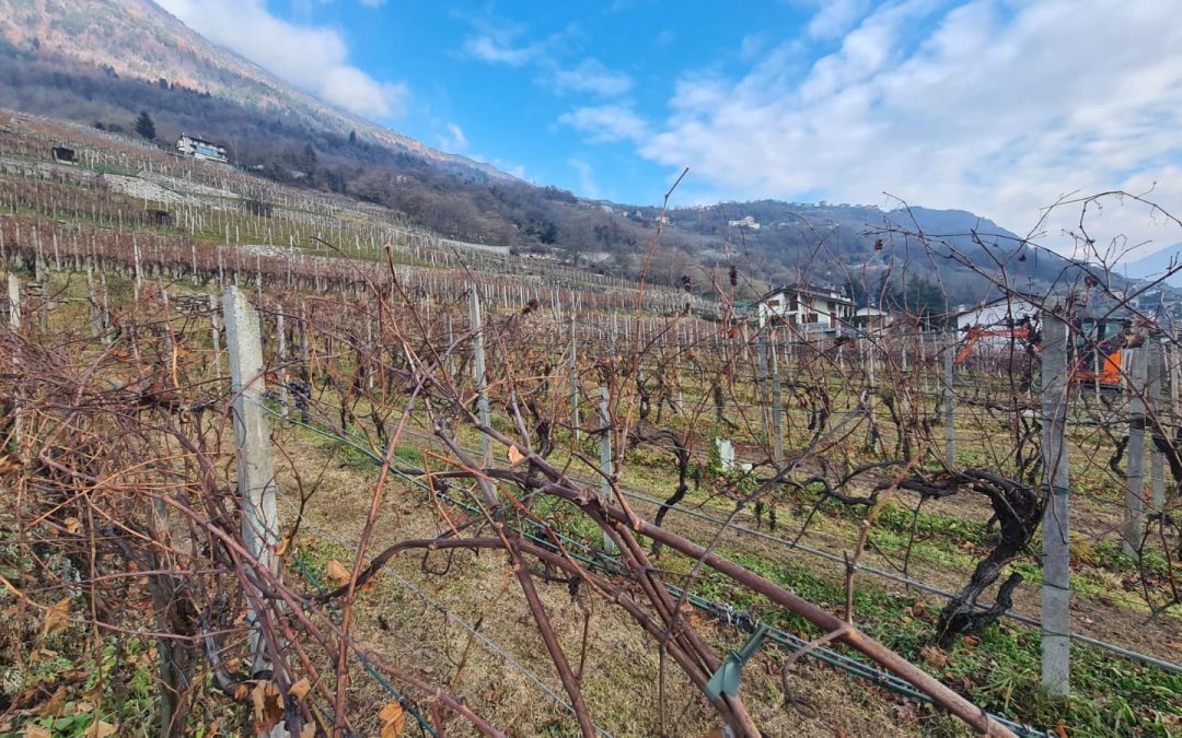 Sondrio, con droni territorio al centro di sperimentazione sulla vite – www.lombardianotizie.online