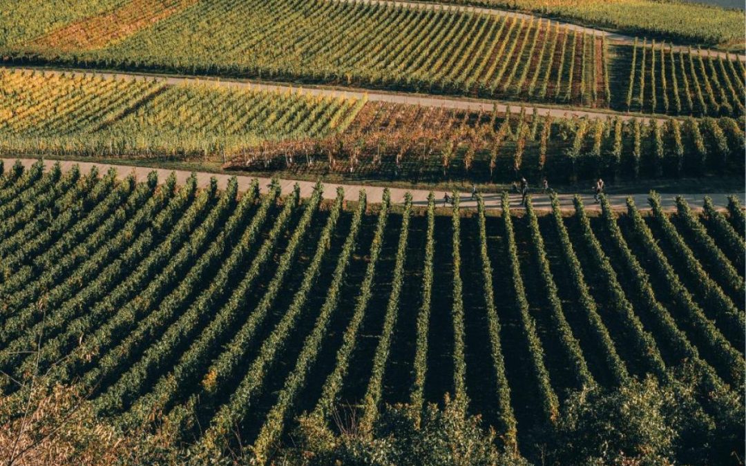 Autorizzazioni di nuovo impianto vigneti e di reimpianto – Proroga di tre anni del termine di scadenza. Avviso ai viticoltori – www.lazioeuropa.it