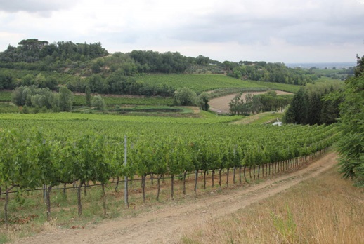 Agricoltura, oltre 5 milioni all’Umbria per rilanciare il settore vitivinicolo. Assessore Meloni: “Fondi per investimenti e riconversioni, approvata delibera per la ripartizione delle risorse” – www.regione.umbria.it