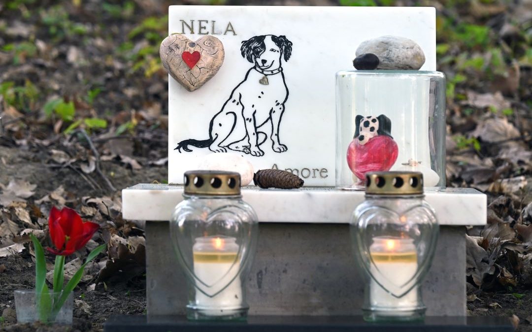 Regolamentati in Lombardia i cimiteri per gli animali domestici – www.lombardianotizie.online