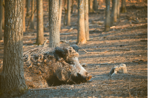 Peste suina africana – salute.regione.emilia-romagna.it