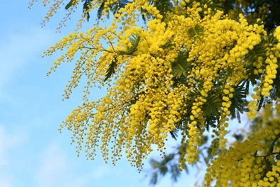 8 marzo, assessora Meloni: “Il valore delle donne è il valore della società” – www.regione.umbria.it