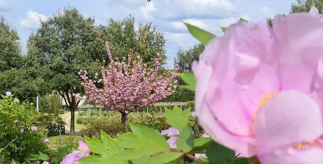 A Vitorchiano torna la fioritura delle peonie – VisitLazio – www.visitlazio.com
