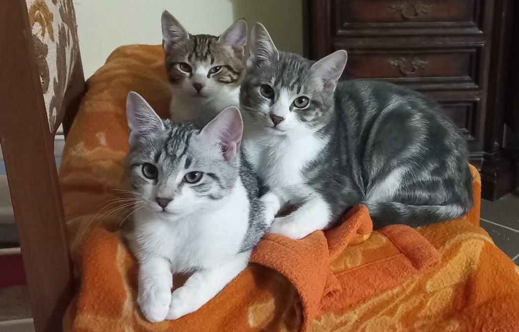 Cani e gatti potranno entrare in strutture sanitarie ed ospedali. Ecco le regole 
						 – www.toscana-notizie.it