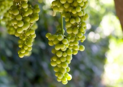 Il Lazio alla 57esima edizione di Vinitaly – VisitLazio – www.visitlazio.com