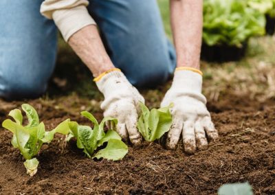 Progetti di Agricoltura sociale: approvati gli elenchi – www.lazioeuropa.it