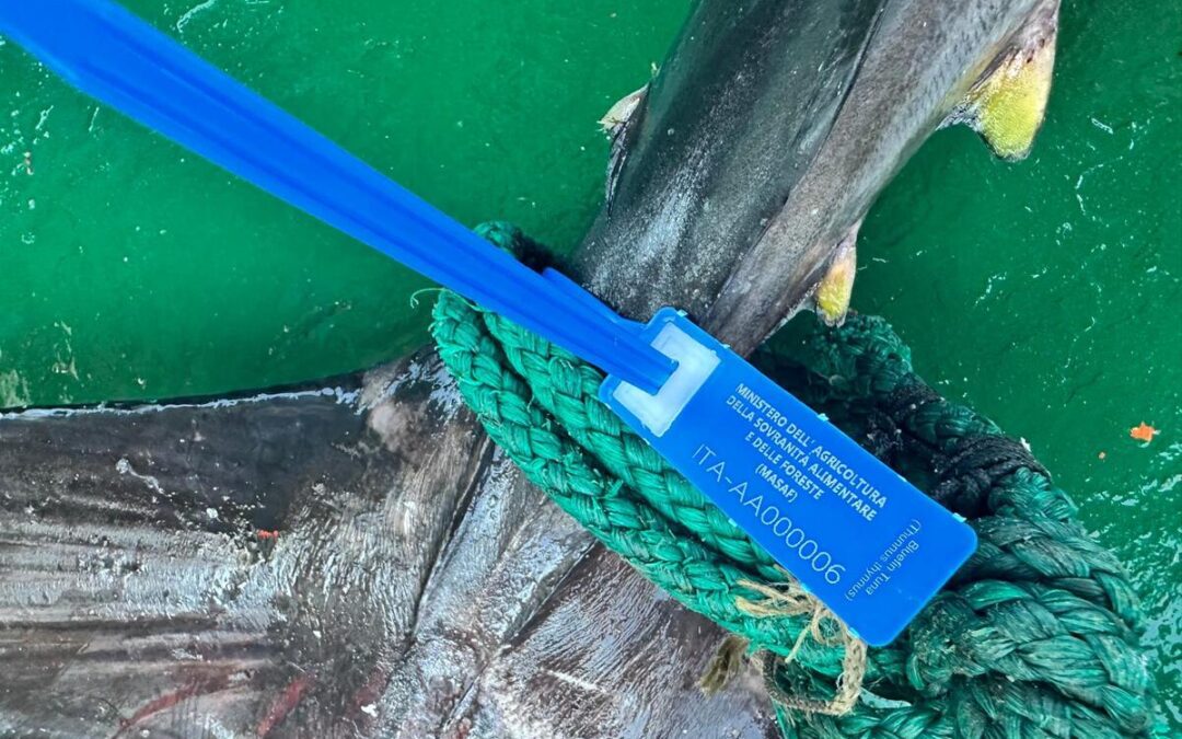 Pesca. Scatta il "Sigillo di Garanzia,
Lollobrigida: ancora più sicurezza e garanzia qualità – www.masaf.gov.it