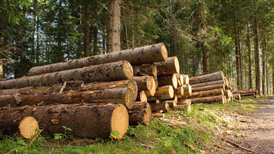 Urso, 25 mln per filiera del legno e vivaistica forestale – www.mimit.gov.it