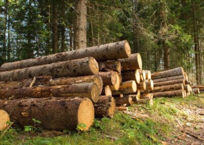 Filiera del legno e imprese boschive, apertura sportello 15 maggio – www.mimit.gov.it