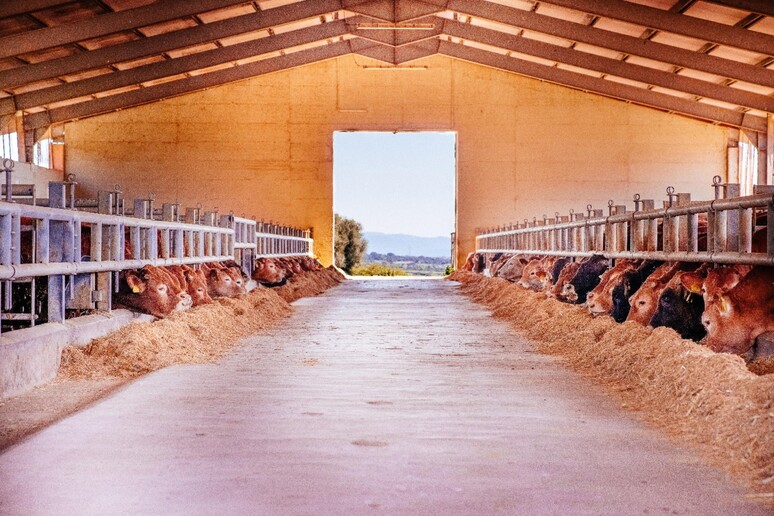 Dermatite nodulare contagiosa: la Regione Umbria attiva piano di sorveglianza straordinario. Controlli intensificati su 6 aziende zootecniche dopo l’allerta dal focolaio sardo – www.regione.umbria.it