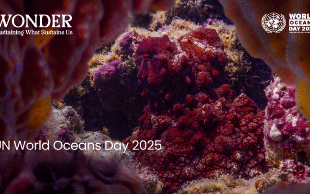 Giornata Mondiale degli Oceani: il MIT per la tutela delle coste italiane – www.mit.gov.it