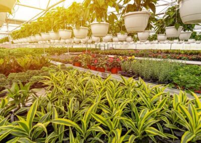 Commercio Estero, riapre il mercato del Regno Unito per le piante ornamentali italiane – www.masaf.gov.it