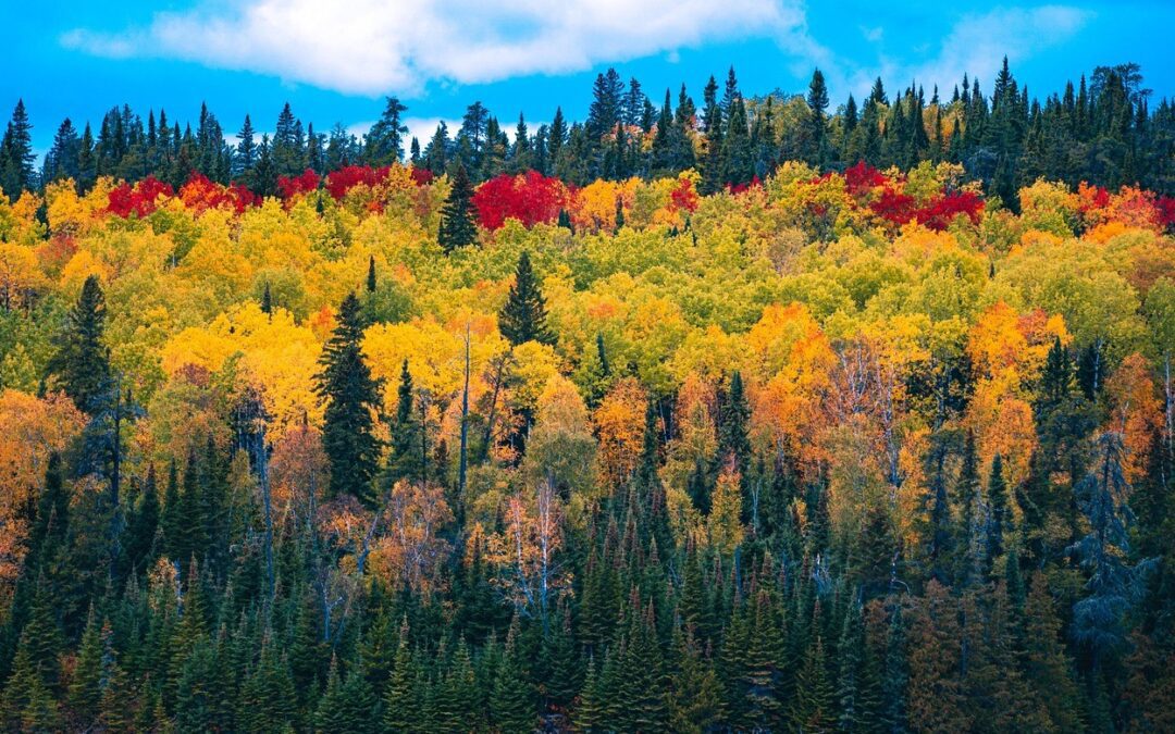 Rischio incendi boschivi, attiva la convenzione con i Vigili del fuoco. In arrivo la flotta aerea – www.regione.umbria.it