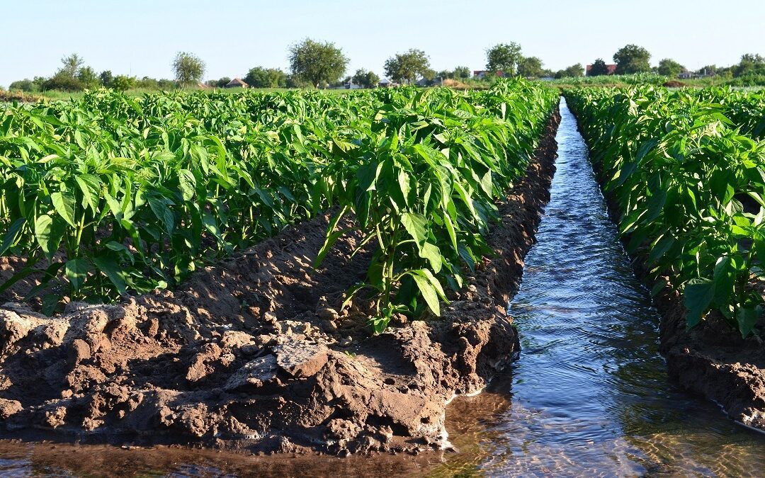 in Lombardia stagione irrigua sotto controllo – www.lombardianotizie.online